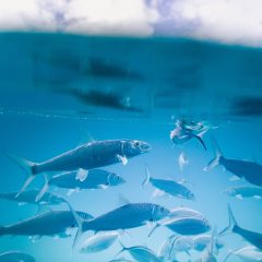 Omega 3: zijn er ook plantaardige bronnen?